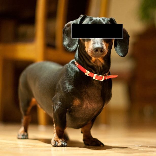 The Long and Short of it All A Dachshund Dog News Magazine Dachshund