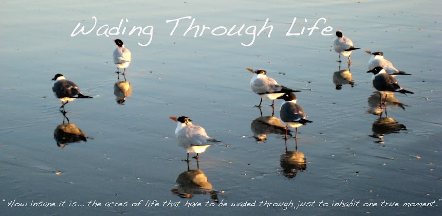 Wading Through Life