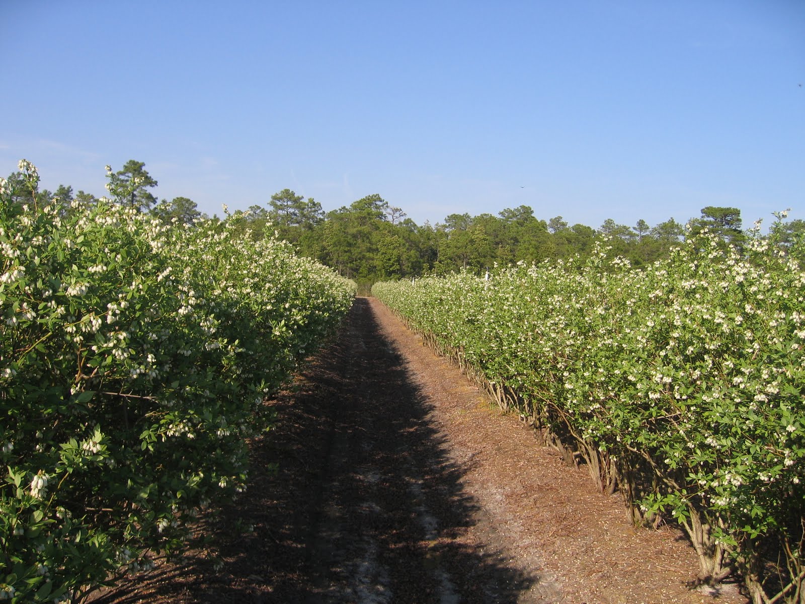The NC Blueberry Journal Blueberry cultivar 'LEGACY'