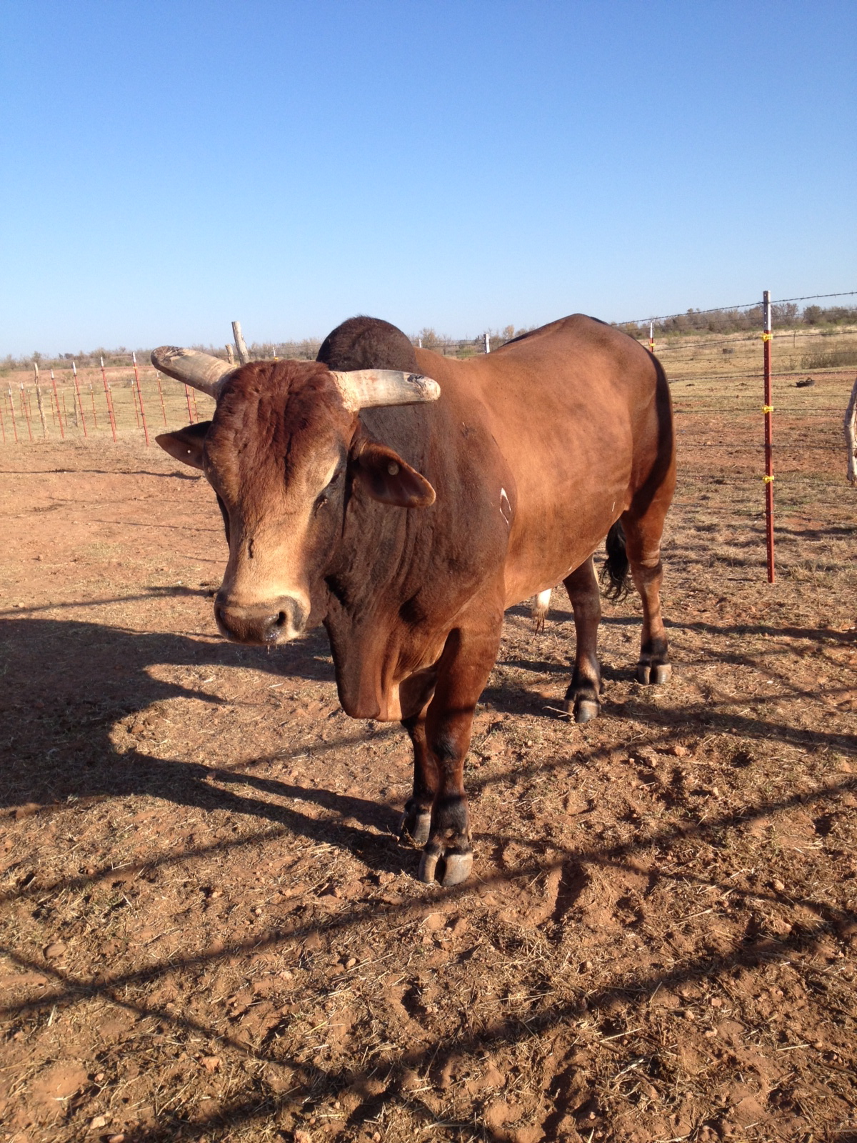 SNOTITUDE Bucking Bull Blog Wolf Creek Cattle Company