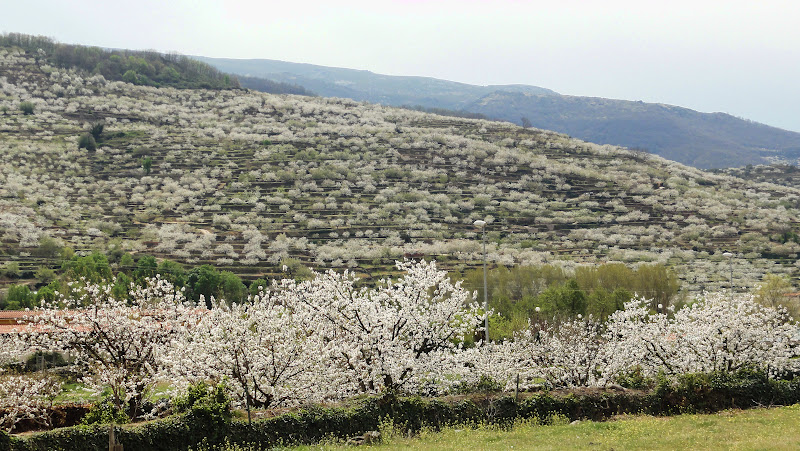 VALLE DEL JERTE EN CACERES valle del jerte en caceres: