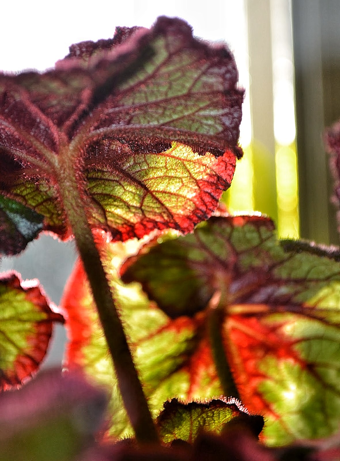 Berberis Koreana Useful Temperate Plants
