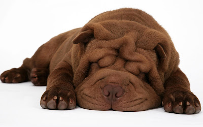 Cachorro bonito Shar Pei