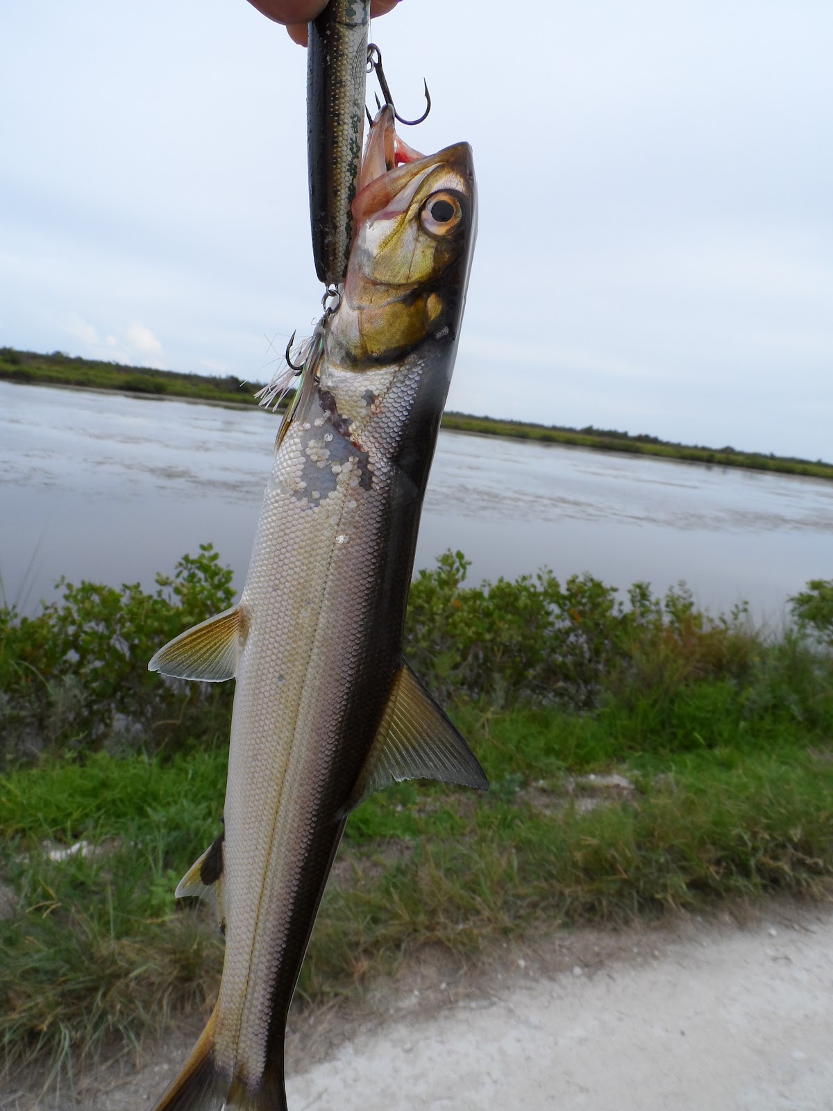 Mosquito Lagoon & Indian River Fishing The Ladyfish Are All Over The