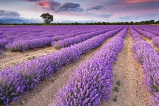 make money growing lavender ,lavender growing business