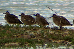 Whimbrel