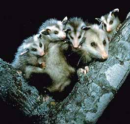 Cute Baby Opossum