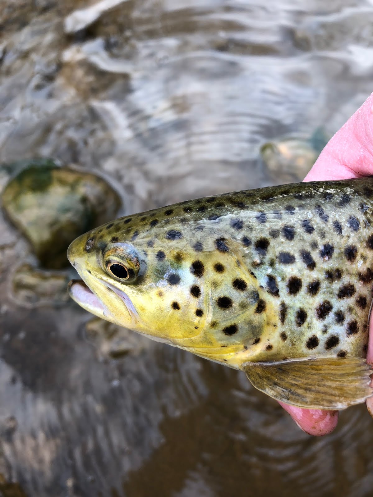 One trout, many spots