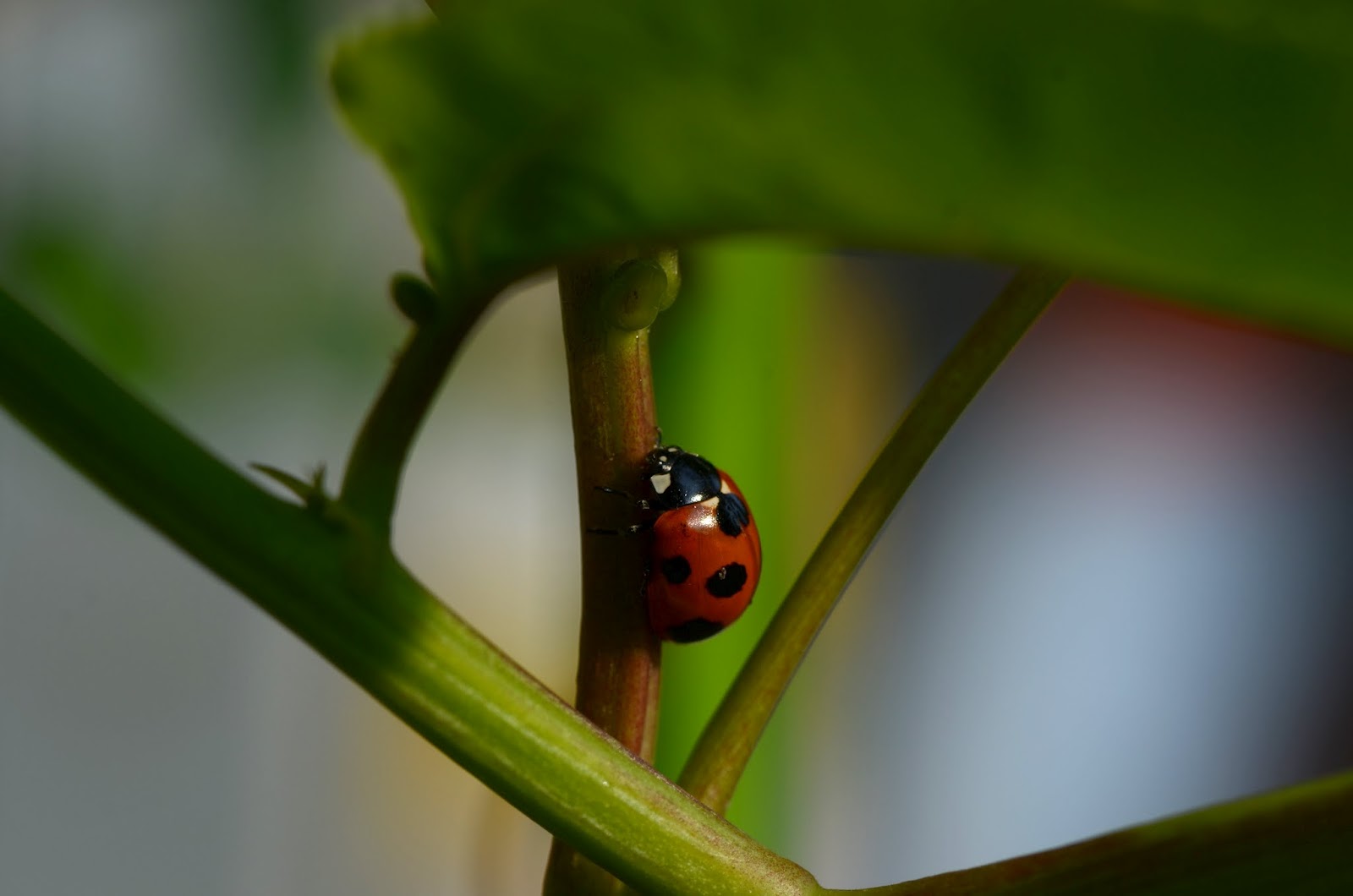 老人と瀬戸内海 ツゲの花とパッションフルーツの虫たち