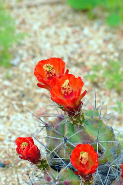 Claret cup Echinocereus coccineus var paucispinus