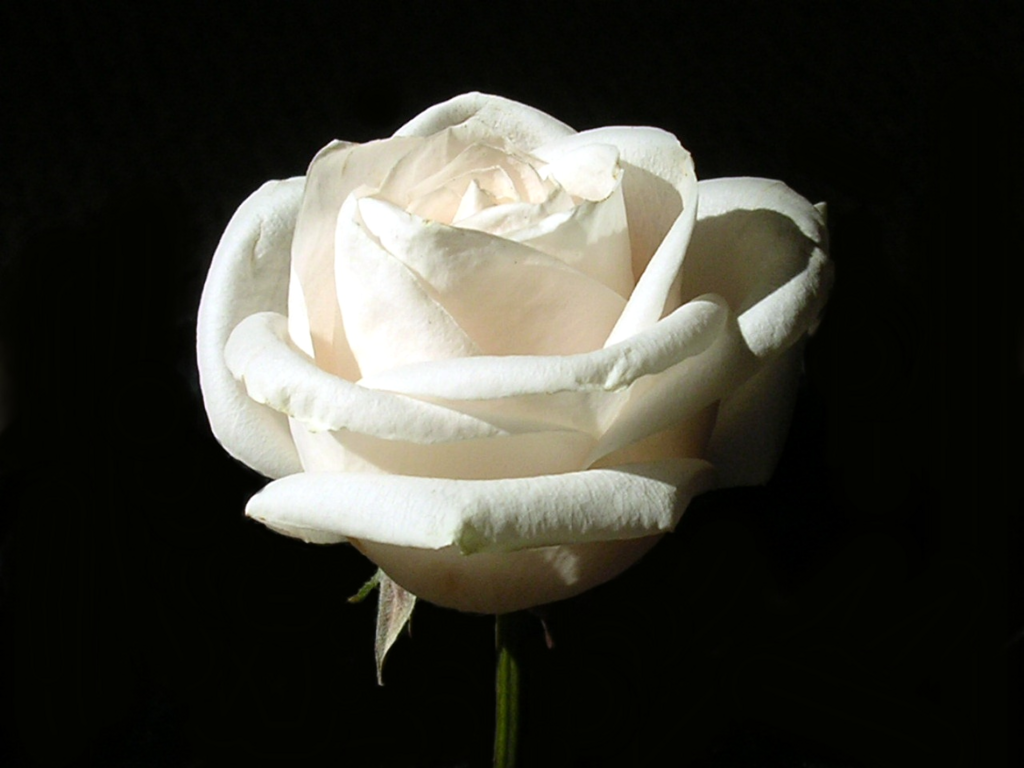 White Roses.