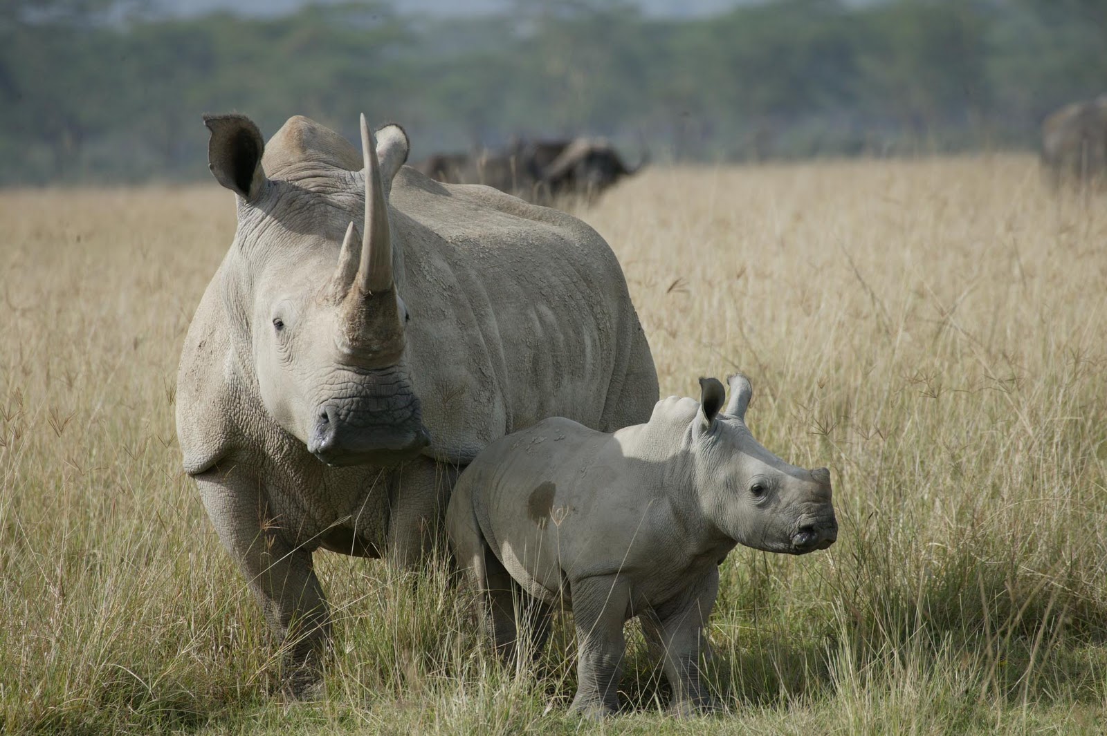Beautiful Rhinos