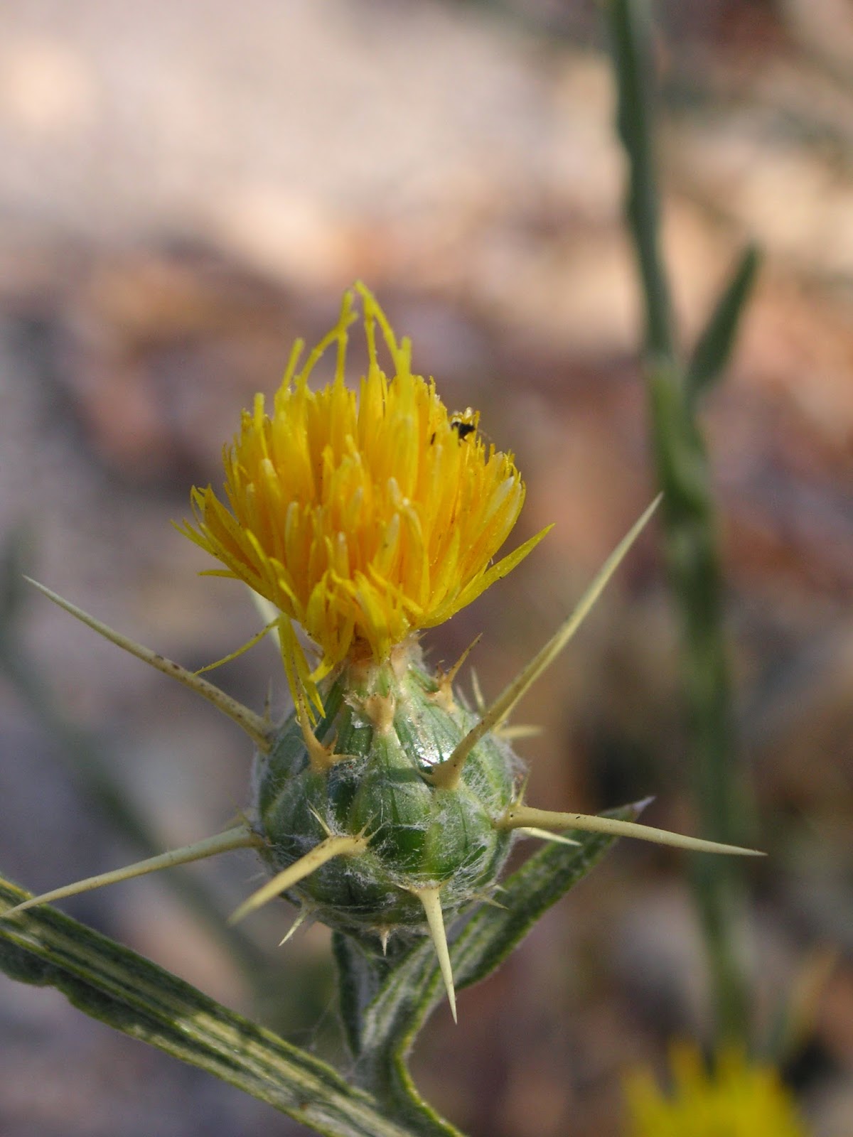 Nature ID yellow starthistle 08/26/14 Wishing Well
