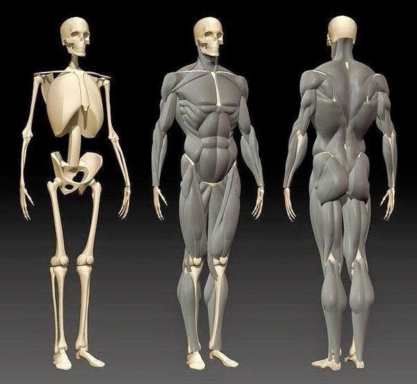 Referensy Anatomiya Cheloveka Gibridq Blog Anatomy For Artists Anatomy Reference Human Anatomy Art