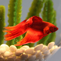 The Fish