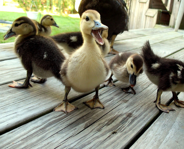 cute baby animals, baby animals, baby animal pictures, adorable baby animal pictures, baby ducks, cute baby ducks