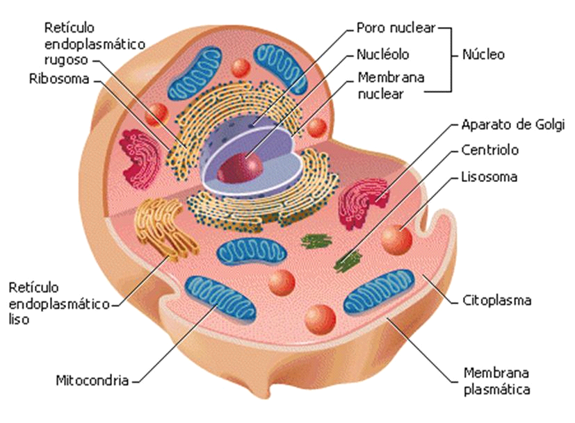 Biologia Y Geologia 1 Bachillerato Ies Las Fuentezuelas Celulas