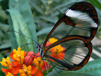 butterfly photos