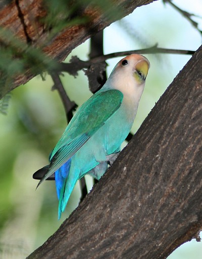 Aves exoticas del Amazonas y del Mundo Curiosas raras extrañas y sorprendentes