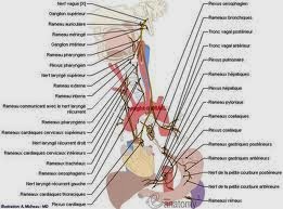 ANATOMIE