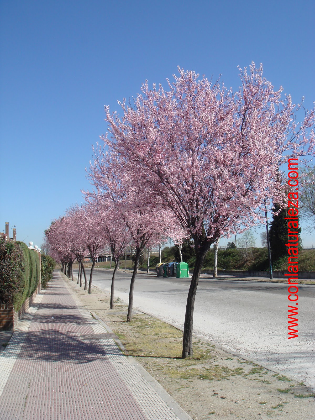 Flora urbana de Getafe Pruno