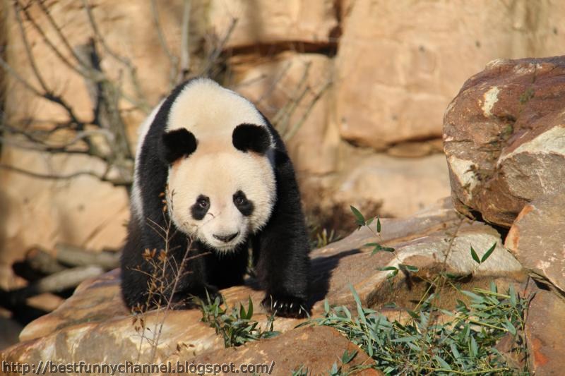 Cute and funny pictures of animals 67. Pandas 6.