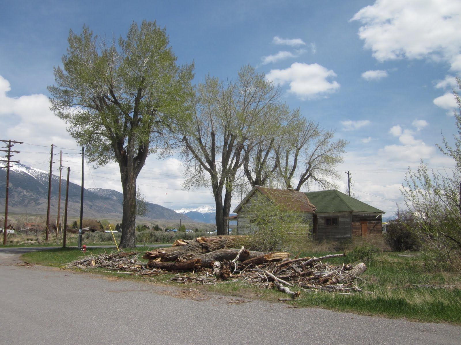 Mackay, Idaho 83251 Large Dead Cottonwood Tree comes down in the wind