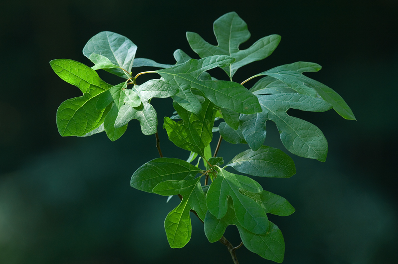 How do you identify sassafras trees?