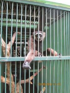 Gibbon in its small enclosed cage. Breeding,veterinary wing  or animal experiments ?