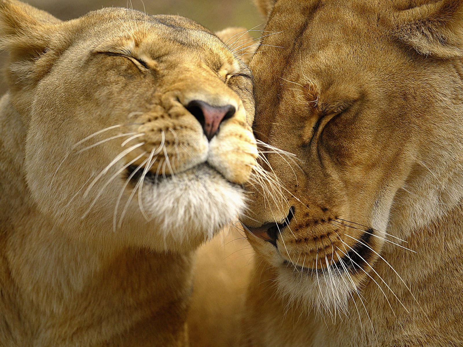 Mean Lion