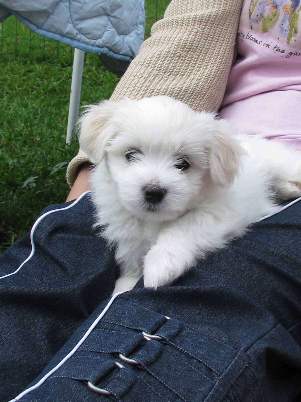 Kuvahaun tulos haulle Havannankoira