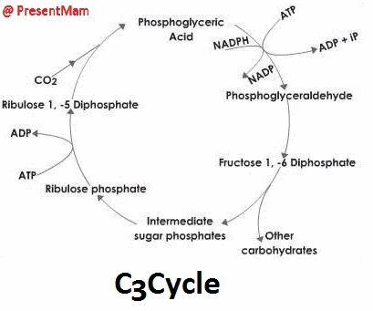 photsynthesis animation Earthguide resources: photosynthesis animation created by wes bellanca and memorie yasuda earthguide. photsynthesis animation Earthguide resources: photosynthesis animation created by wes bellanca and memorie yasuda earthguide.
