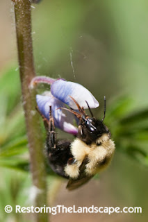 What Makes A Non Native Species Naturalized What Makes A Non Native Species Naturalized