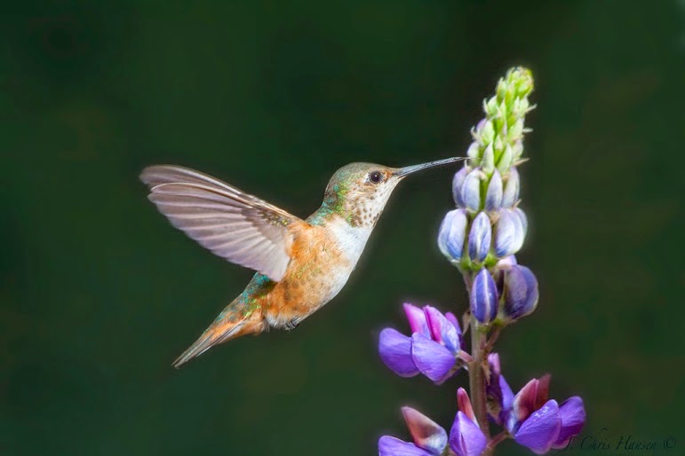 splendid cosmos rufous hummingbird in my backyard splendid cosmos rufous hummingbird in my backyard