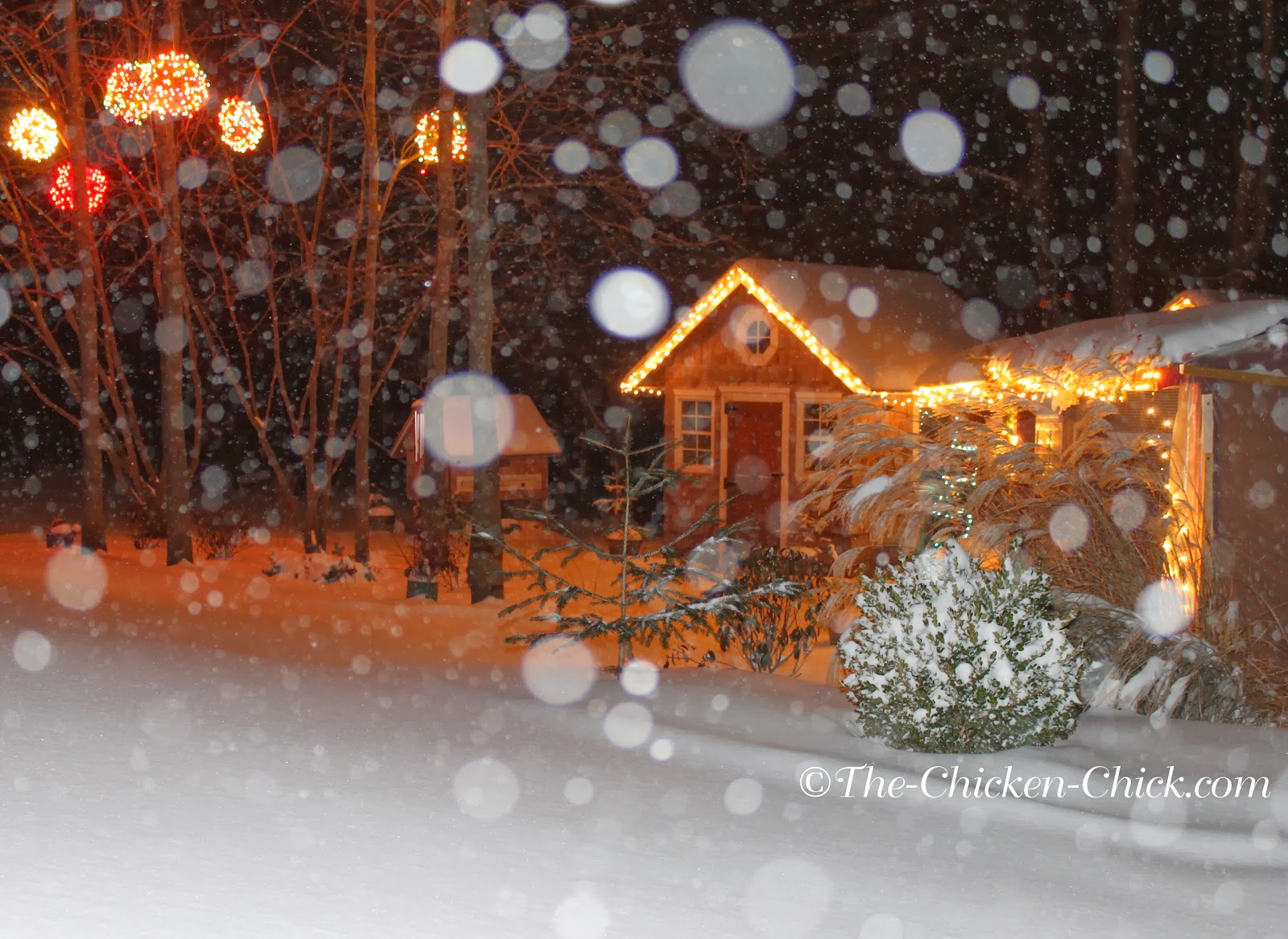 Free How to properly ventilate a chicken coop Coop Adventure