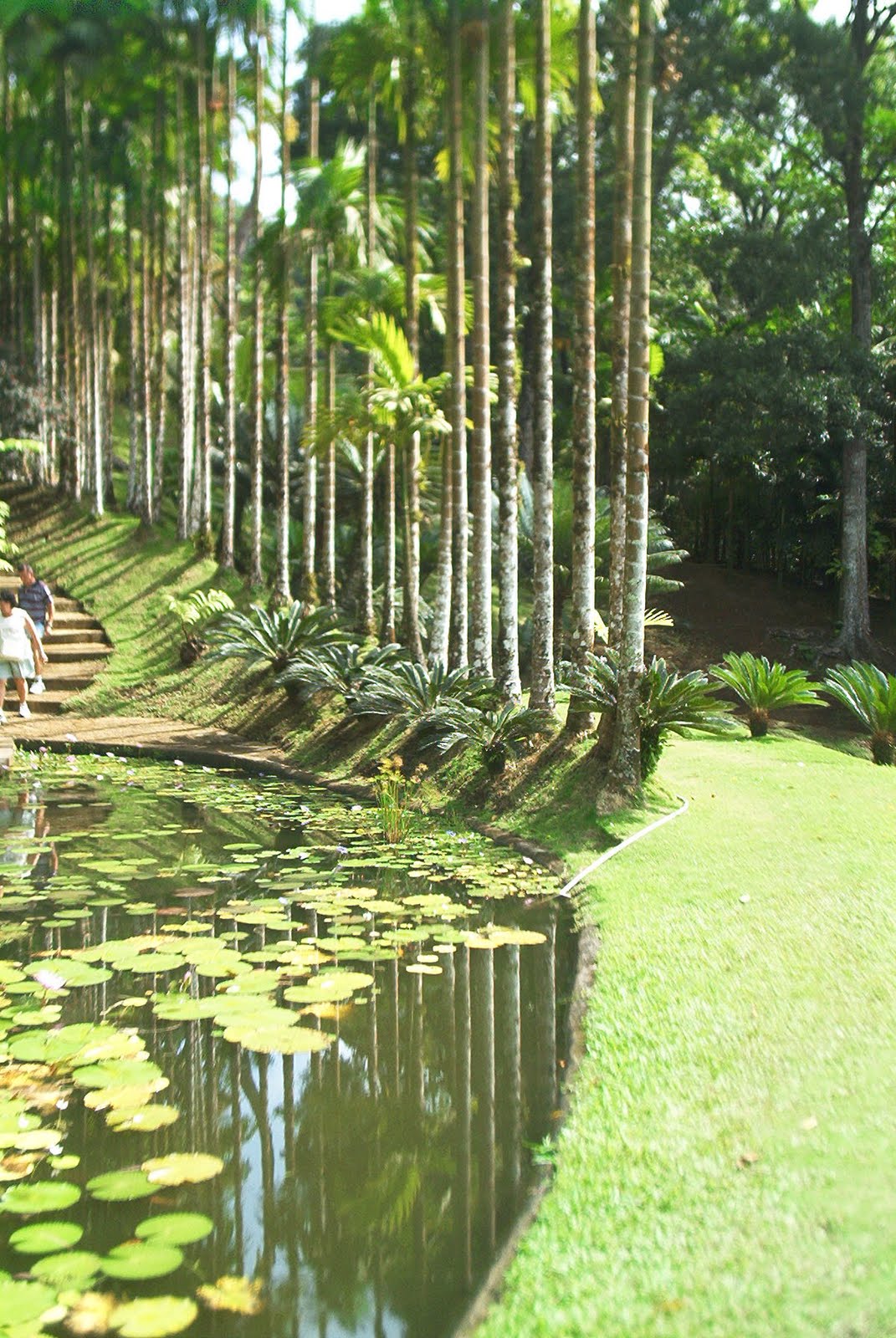 Lavande De Provence Alpes De Haute Provence Tourisme