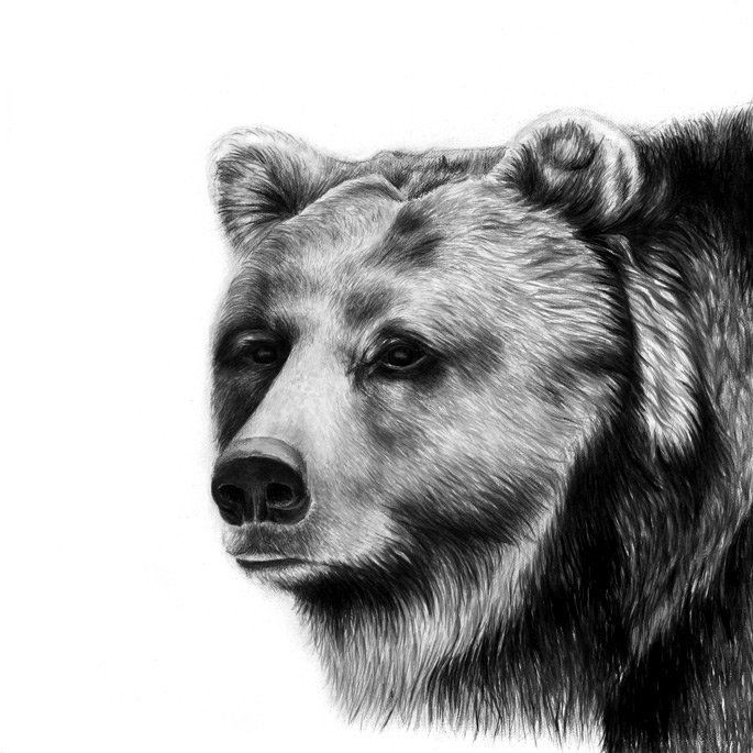 Pencil Animal Drawings