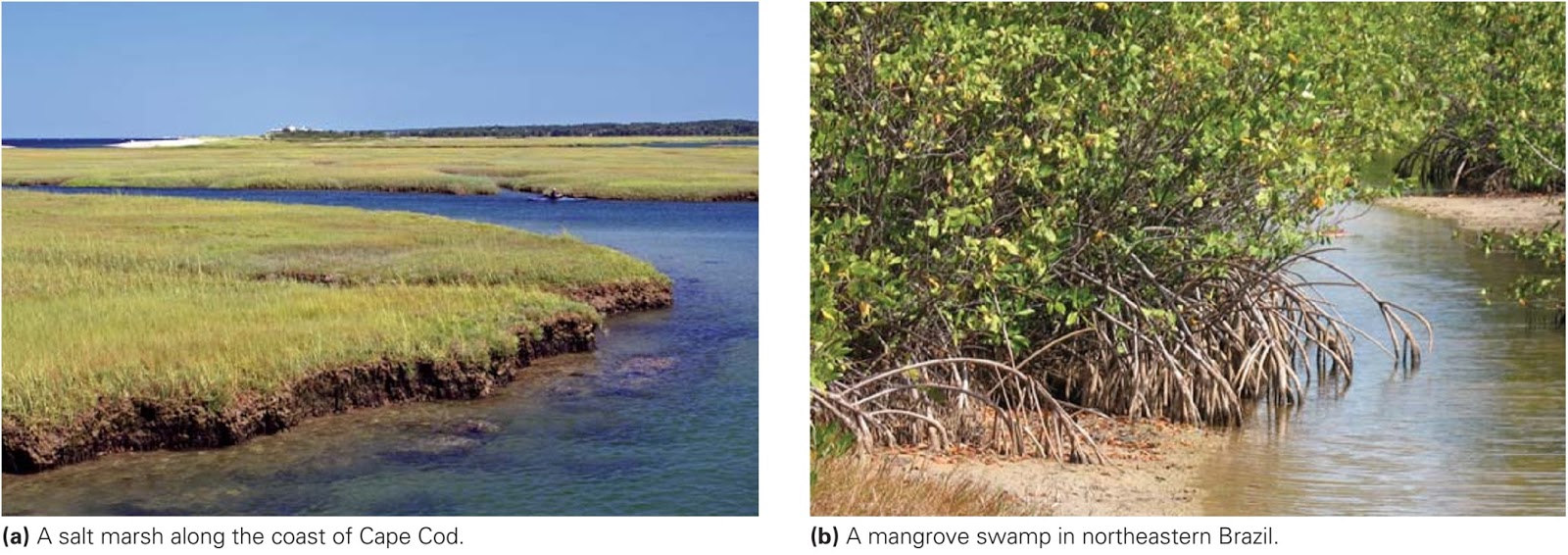 Coastal Landforms Learning Geology