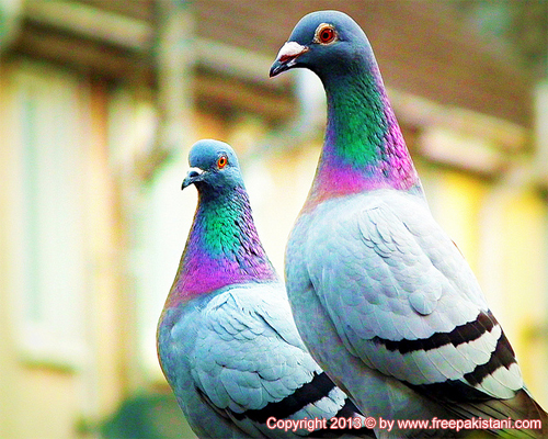 Birds Pigeons Pakistan: Beautiful Pigeon Photos 2013