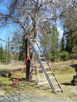 Omenapuiden leikkaukset ja omenapuiden harvennukset keväisin ja kesällä stalpen kaadonsuuntaajalla