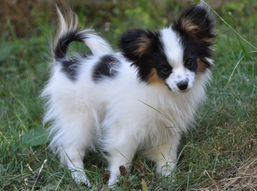Get Papillon Dog Puppy PNG