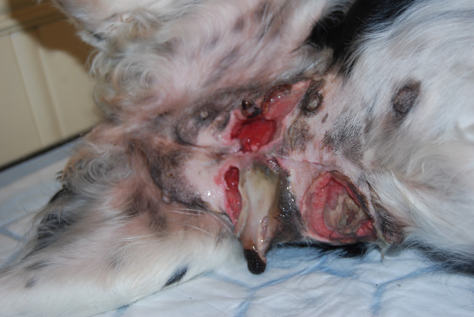 Kennel Mizora Ecoli mastitt