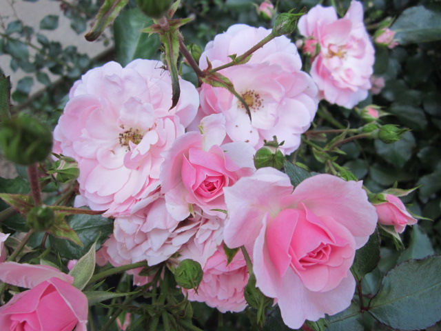 trandafiri roz