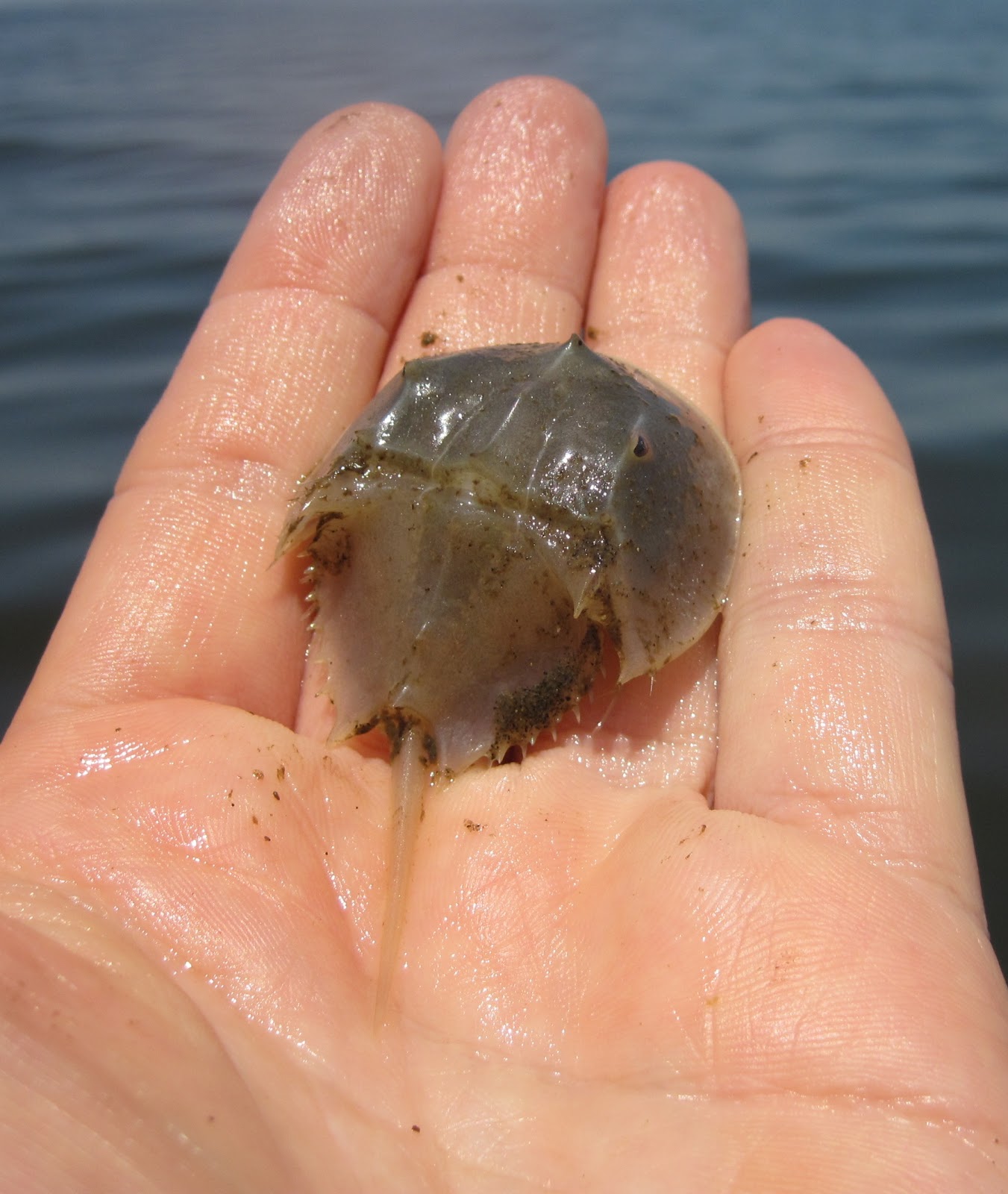 Nature on the Edge of New York City The Early Years of a Horseshoe
