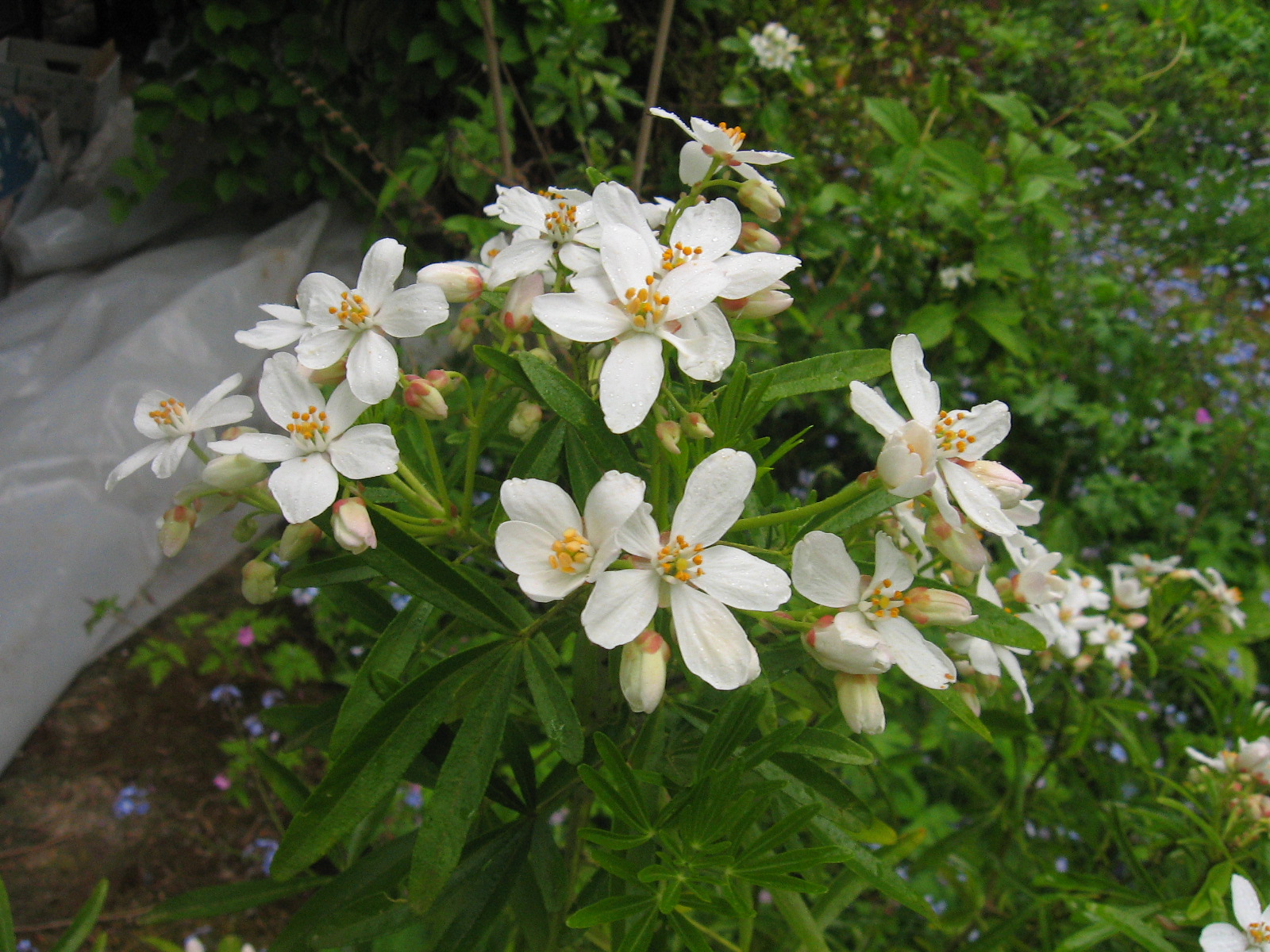 Monkton Elm News Events And Tips Blog Plant Of The Month April