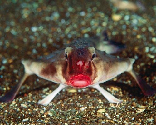 سمكة الخفاش ذات الشفاه الحمراء  The+Red+lipped+Batfish+2