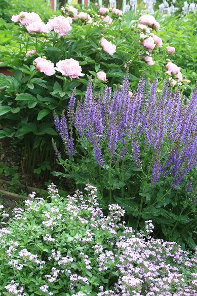 The Martha Stewart Blog Blog Archive My Flowering Rose Of Sharon