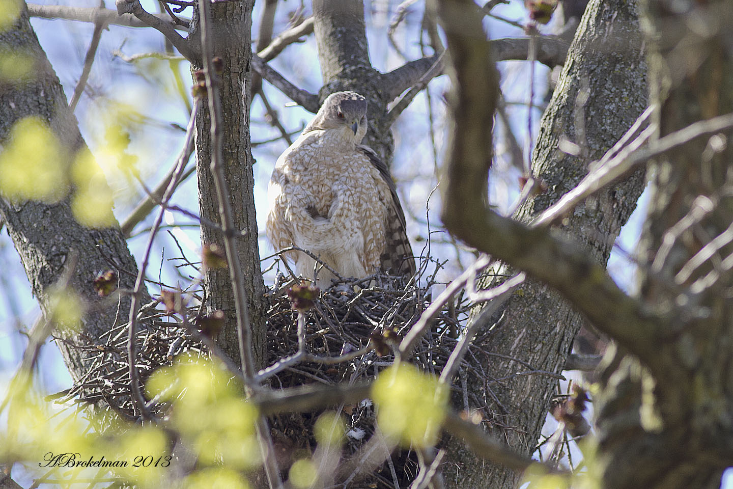 Cooper's Hawk Nest 2013 Cooper Hawk Nest Active April 17, 2013