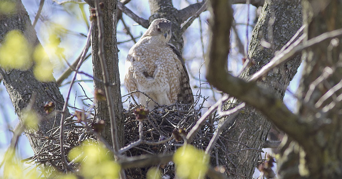 Cooper's Hawk Nest 2013 Cooper Hawk Nest Active April 17, 2013