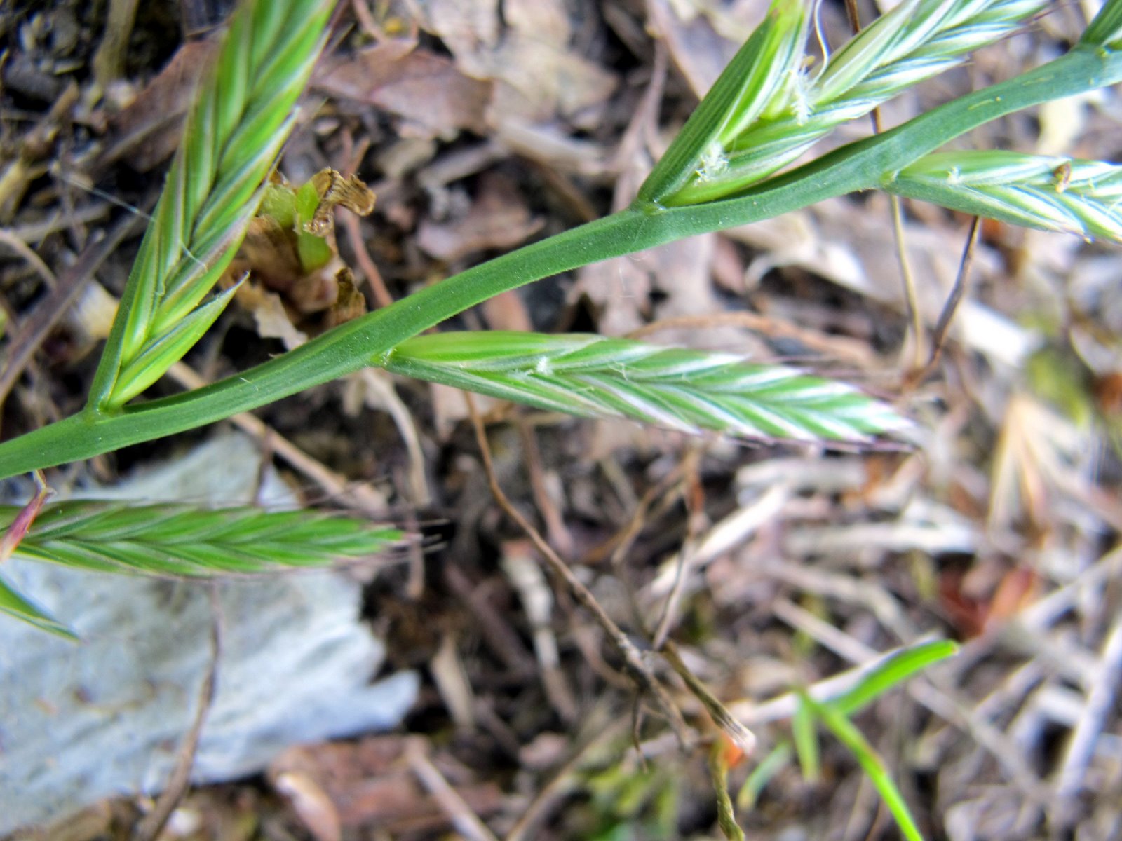 FLORA NEL SALENTO e.. anche altrove Lolium multiflorum Lam. Poaceae